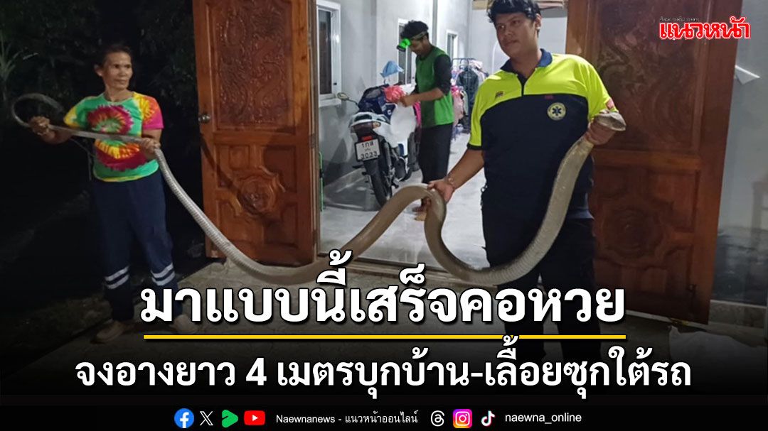 ข่าว Like สาระ - บองหลายาว 4 เมตรบุกบ้านเลื้อยซุกใต้รถคอหวยส่องเลขที่บ้าน-ทะเบียนรถ