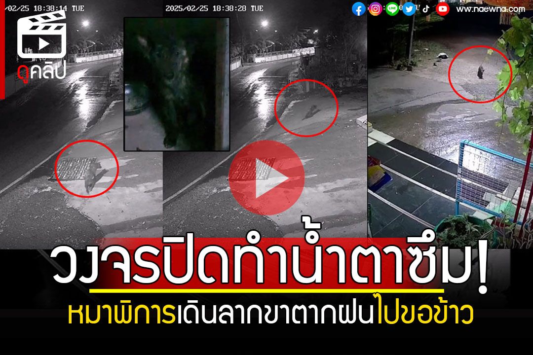 (คลิป) คลิปเรียกน้ำตา! เจ้าลัคกี้หมาสู้ชีวิตไม่ท้อ เดินลากขาตากฝนไปขอข้าวกิน