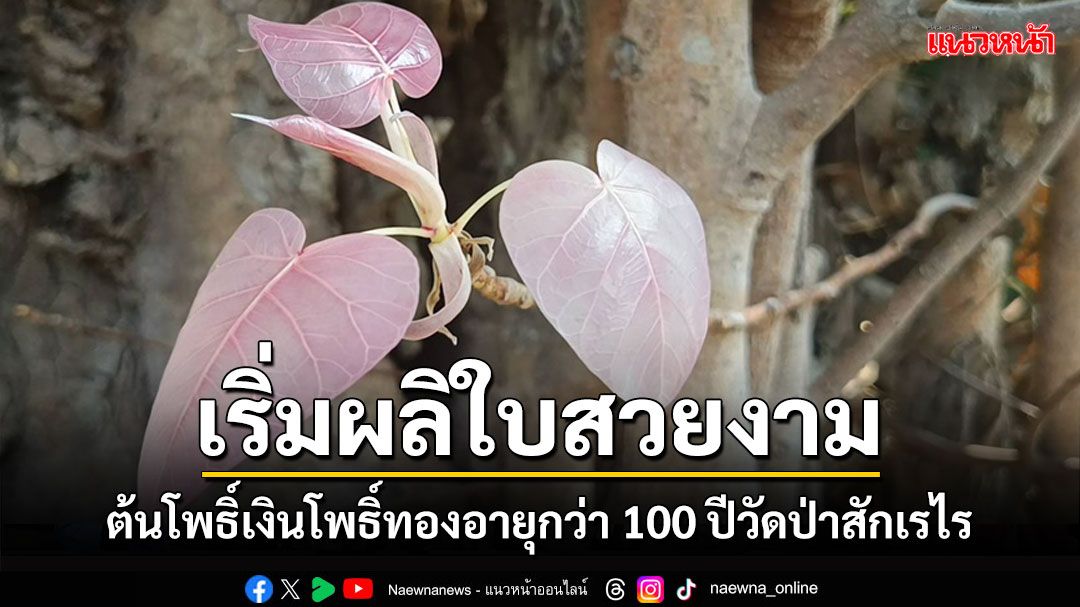 'ต้นโพธิ์เงินโพธิ์ทอง'ต้นไม้มงคล'วัดป่าสักเรไร'อุตรดิตถ์อายุกว่า 100 ปีเริ่มผลิใบ