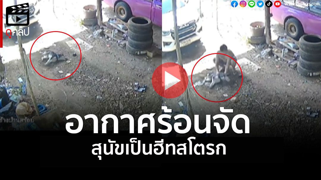 (คลิป) อากาศร้อนจัด ดูแลสัตว์เลี้ยงให้ดี 'ฮีทสโตรก' ทำสุนัขเกือบตาย