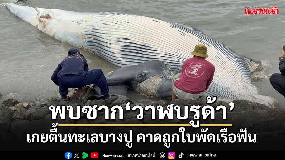 สลดอีกแล้ว!!! พบซาก'วาฬบรูด้า'เกยตื้นบริเวณริมเขื่อนย่านบางปู คาดถูกใบพัดเรือฟัน