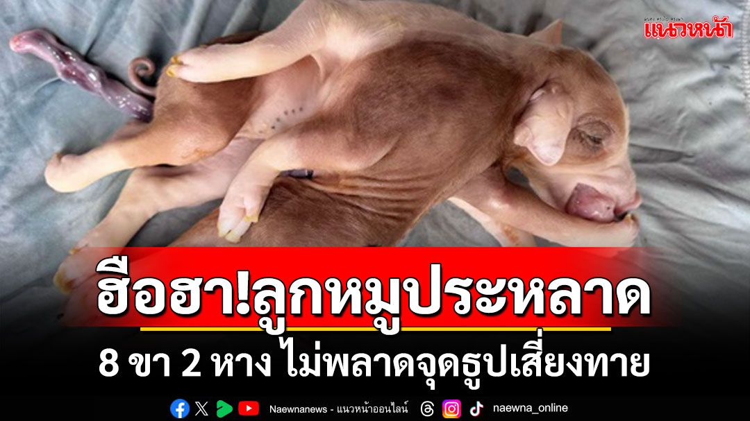 ฮือฮา!ลูกหมูประหลาด 8 ขา 2 หาง ไม่พลาดจุดธูปเสี่ยงทาย