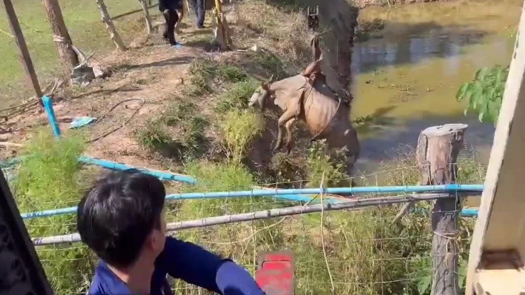 ‘ลุ้นระทึก’ กู้ภัยบ้านดุงใจดี ช่วยวัวตกสระขึ้นมาได้ปลอดภัย