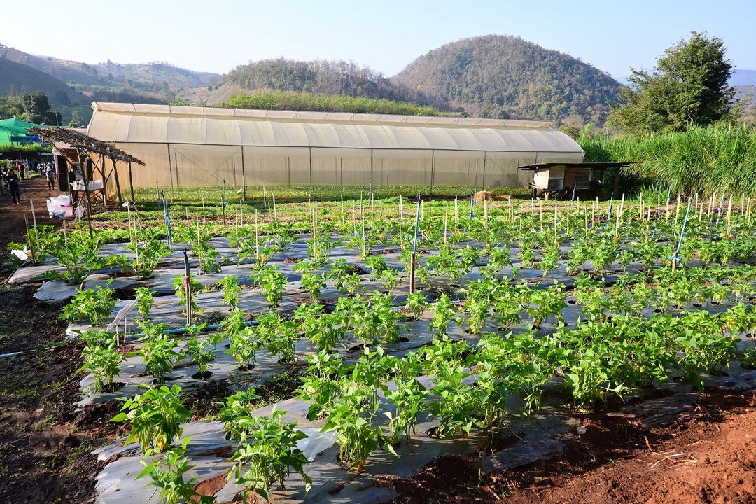 ลดเผา ลดฝุ่น! ‘บ้านแม่วาก’ นำร่องเกษตรทางเลือกสร้างผลิตผลมูลค่าสูง