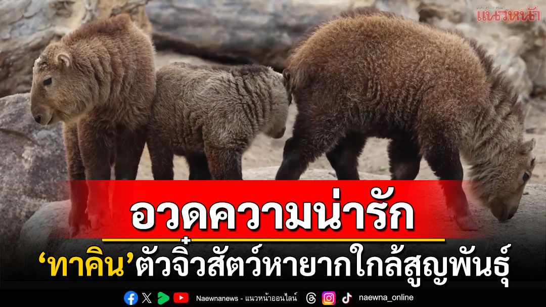 ชมความน่ารัก'ทาคิน'สัตว์หายากใกล้สูญพันธุ์ ปรากฏตัวสู่สาธารณชนครั้งแรก