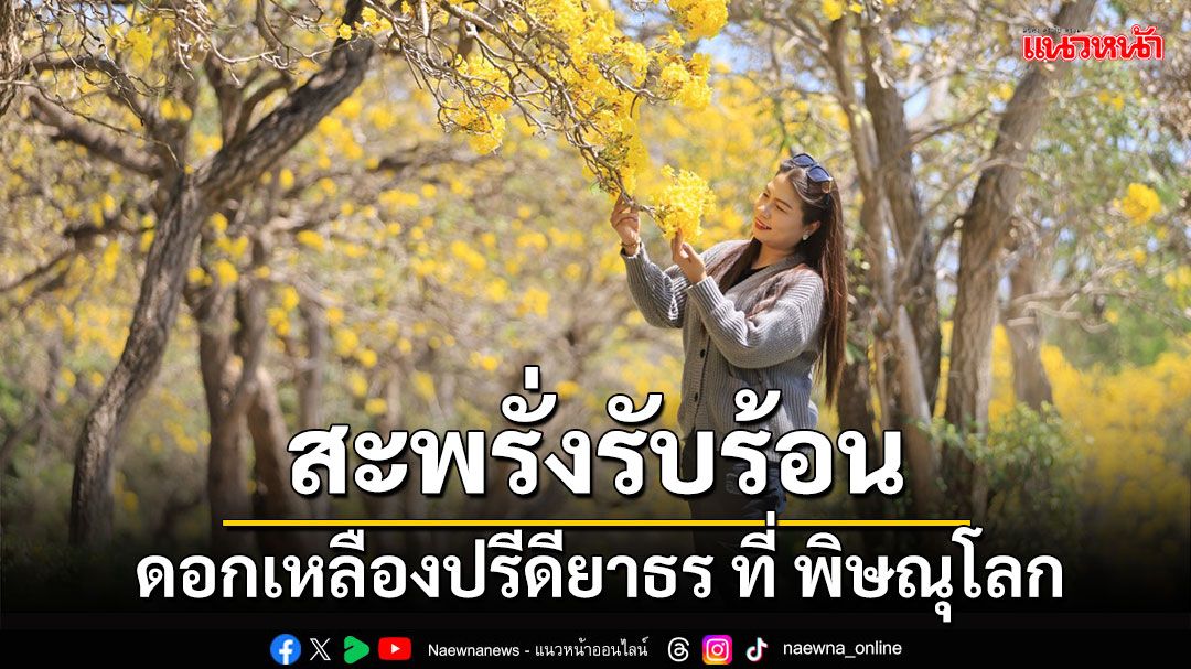 ประชาชนแห่เก็บภาพ ดอกเหลืองปรีดียาธร บานสะพรั่งรับลมร้อน