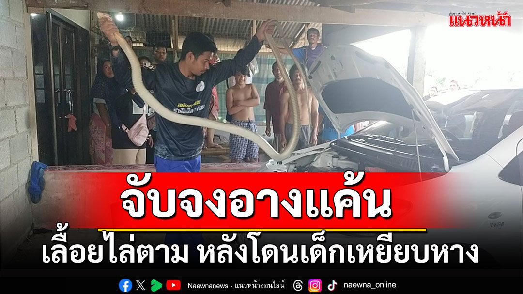 'สุดแค้น' งูจงอาง3เมตรกว่าไล่ตามเด็กเล่นว่าวซุกรถเก๋ง สุดท้ายจับไว้ได้