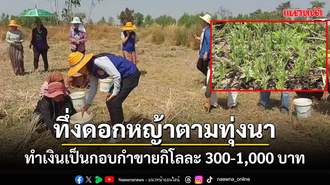 ทึ่ง'ดอกหญ้า'ตามทุ่งนากลายเป็นเงินเป็นกอบกำชาวบ้านเก็บขายกิโลละ 300-1,000 บาท