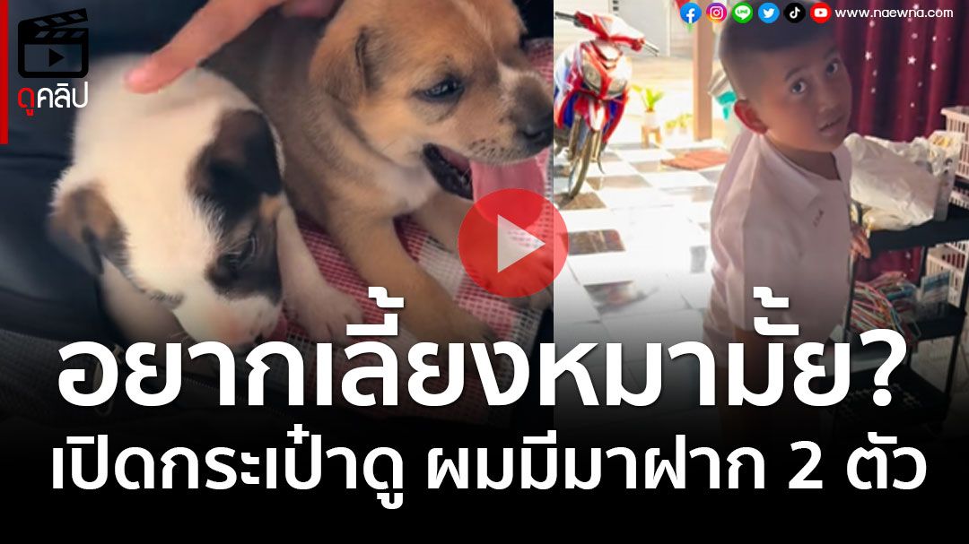 (คลิป) อยากเลี้ยงหมามั้ย? เปิดกระเป๋าดู ผมมีมาฝาก 2 ตัว