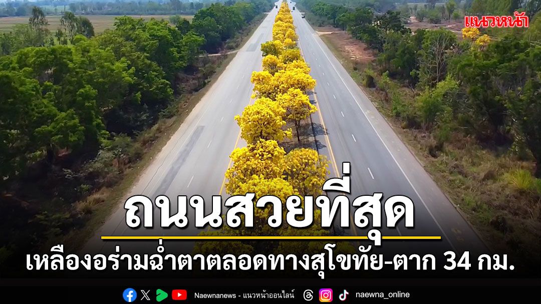 โซเชียลแห่แชร์! ถนนสวยที่สุดในสุโขทัยเหลืองอร่ามฉ่ำตาตลอดทาง 34 กม.