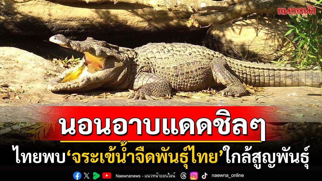 เผยข่าวดีพบ'จระเข้น้ำจืดพันธุ์ไทย'ใกล้สูญพันธุ์ นอนอาบแดดในอุทยานฯทุ่งแสลงหลวง