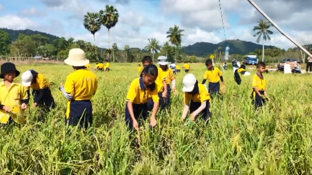 นร.ยุวเกษตรกร 5 รร.จับมือกันเรียนรู้ ลงแขกเก็บข้าว