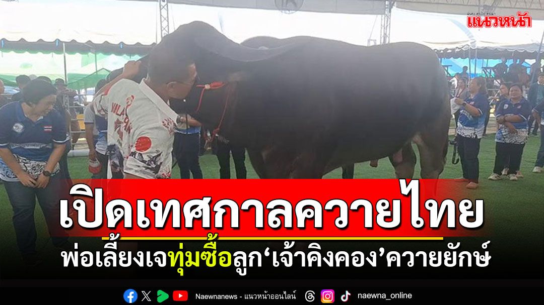 ฮือฮา!อุทัยฯเปิดเทศกาลควายไทย 'พ่อเลี้ยงเจ'ทุ่มซื้อลูก'เจ้าคิงคอง'ควายยักษ์