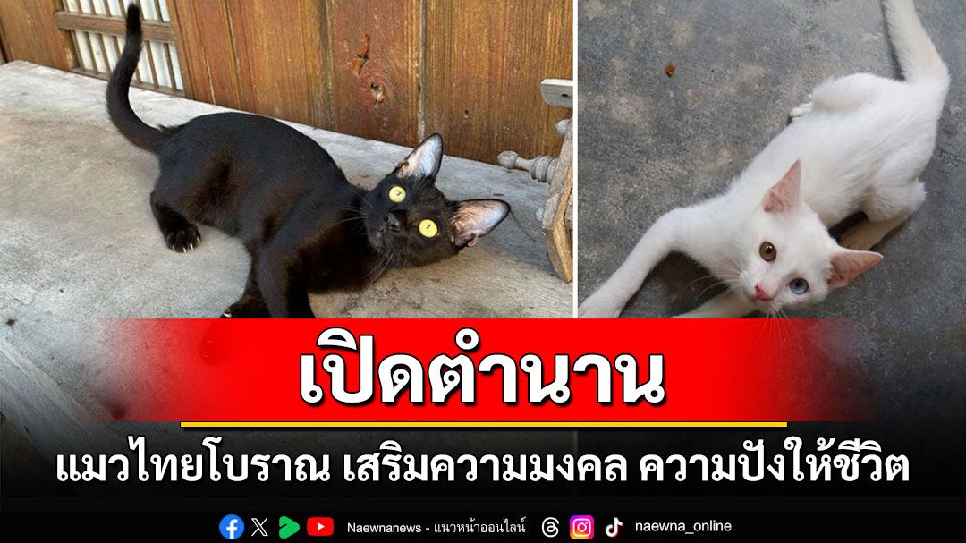 เปิดตำนาน 5 แมวไทยโบราณ เสริมความมงคล ความปังให้ชีวิต