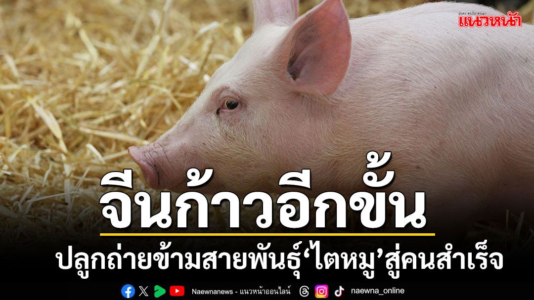 จีนประสบความสำเร็จปลูกถ่าย'ไตหมู'สู่คน จุดความหวังช่วยผู้ป่วยรอเปลี่ยนอวัยวะนับล้าน