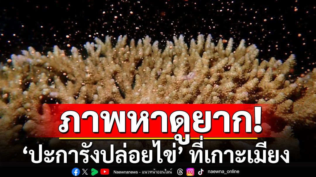 ภาพหาดูยาก! ‘ปะการังปล่อยไข่’ ที่เกาะเมียง อุทยานฯสิมิลัน เกิดขึ้นปีละครั้ง