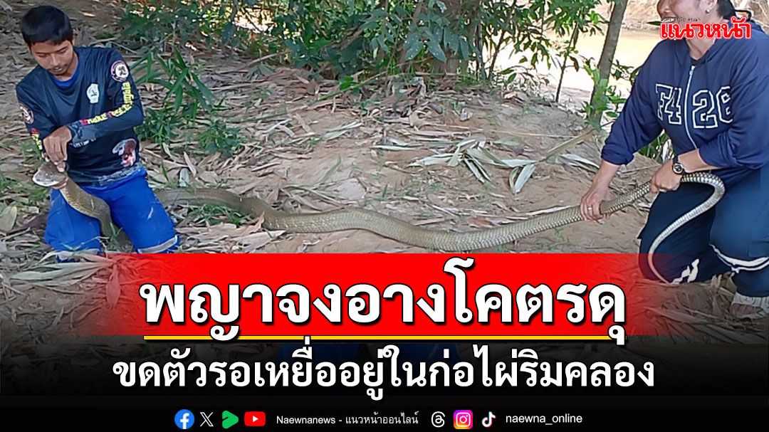 ชาวบ้านผวา! จงอางยักษ์ขดตัวในกอไผ่ริมคลองหลังบ้าน เสร็จคอหวยส่องเลขที่บ้าน