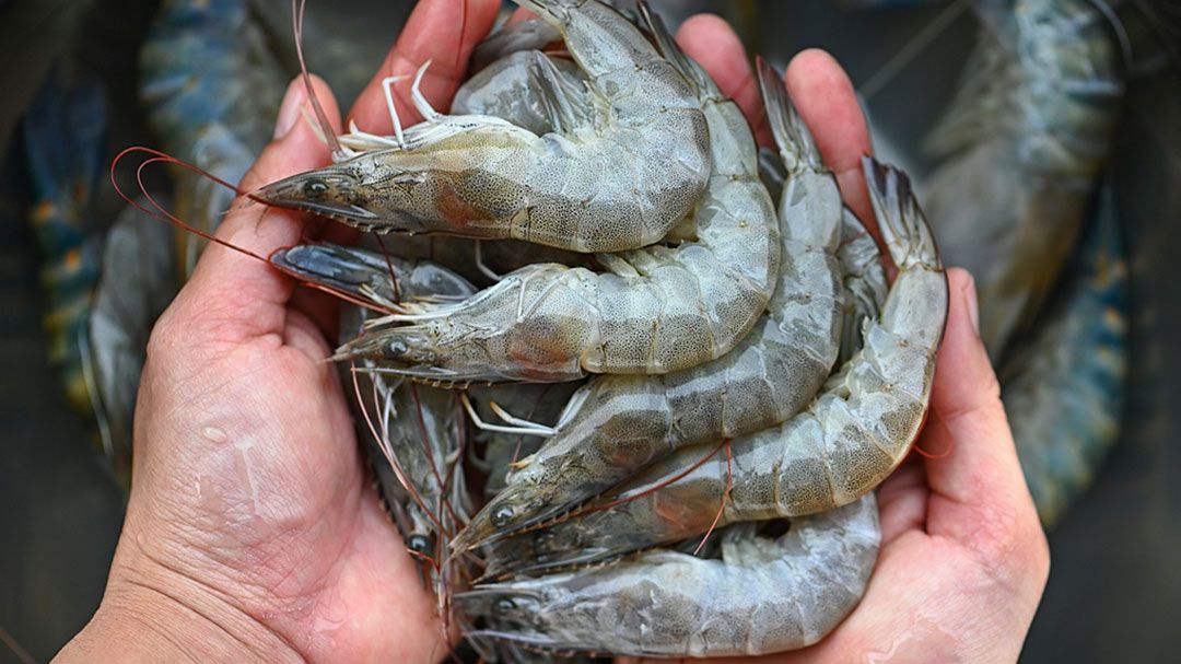 ผู้เลี้ยงกุ้งใจชื้น ภาครัฐยกระดับการแก้ปัญหากุ้งทะเล ป้องกันลักลอบนำเข้า