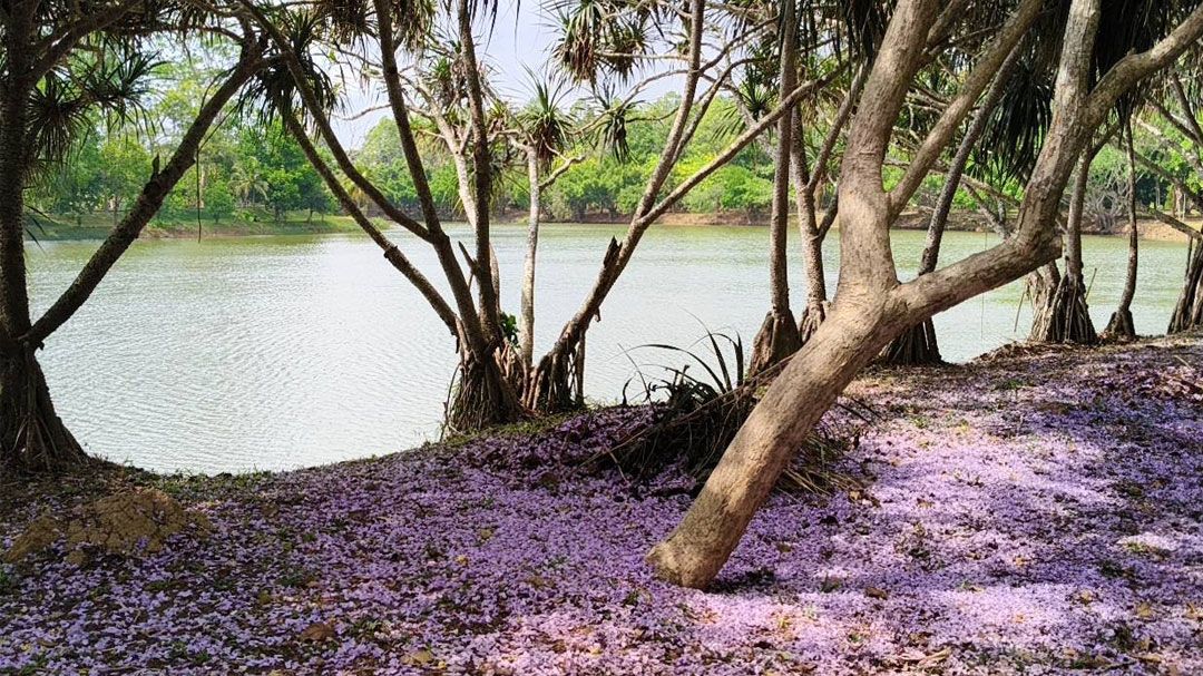 ดอกศรีตรังบานสะพรั่งทั่วสวน ทัศนียภาพดูราวกับงานศิลปะที่มีชีวิต