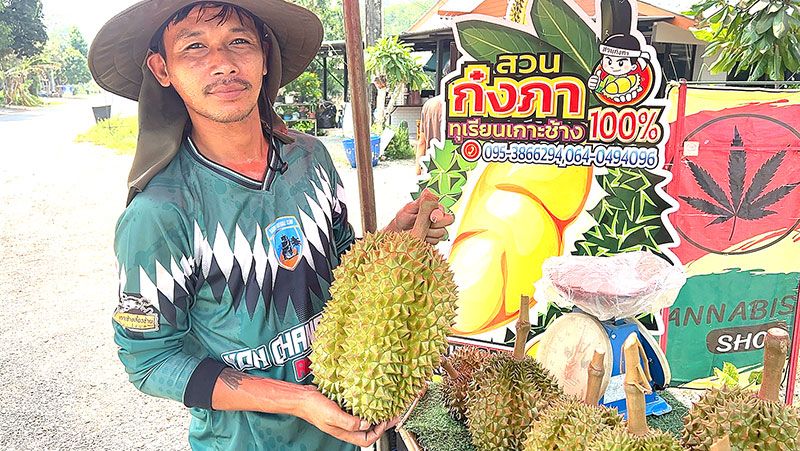 ออกแล้ว! ทุเรียนชะนีเกาะช้าง  สินค้า GI หน้าสวนเริ่ม 200 บาท