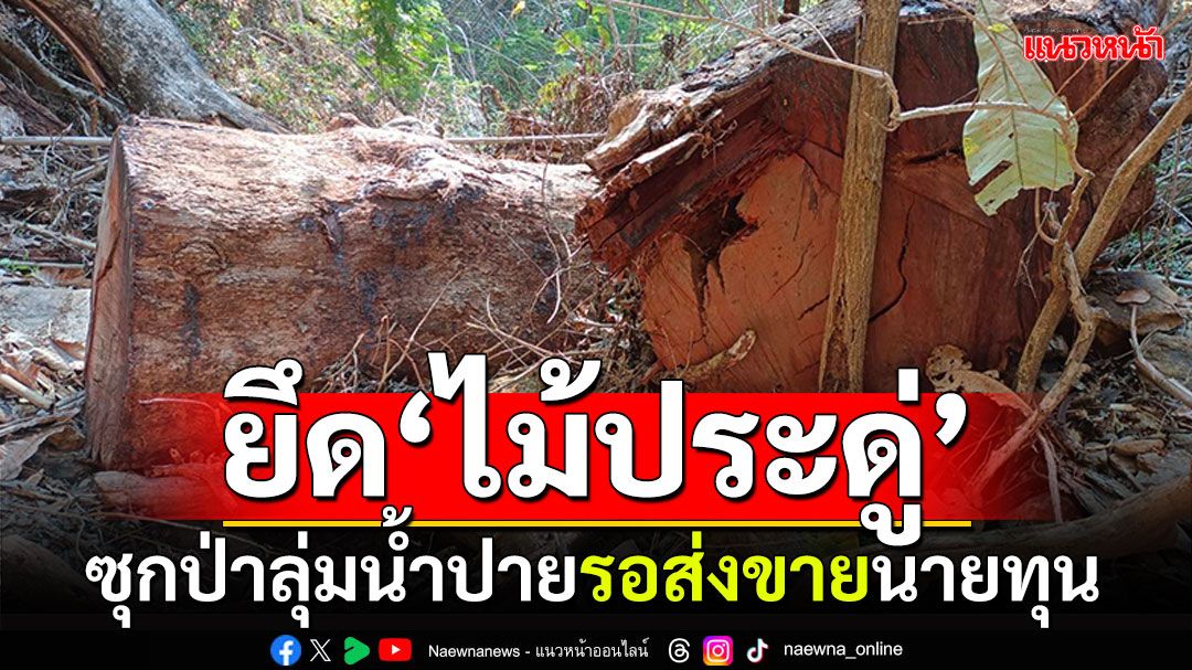 ยึดได้เสียก่อน! 'ไม้ประดู่'ซุกป่าลุ่มน้ำปาย รอลำเลียงส่งขายนายทุน