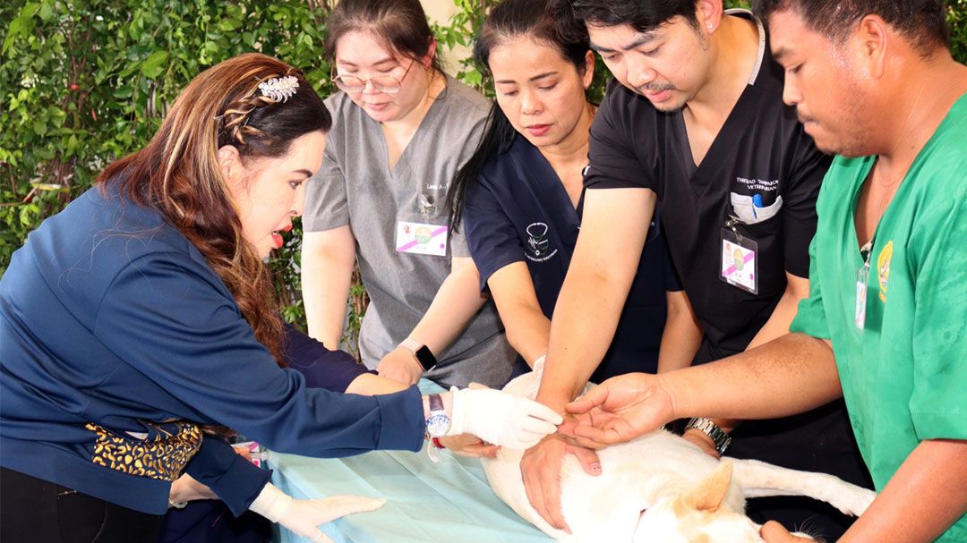 ‘กรมพระศรีสวางควัฒน วรขัตติยราชนารี’ทรงนำทีมสัตวแพทย์อาสาจุฬาภรณ์ ออกหน่วยสัตวแพทย์อาสาจุฬาภรณ์ ในพื้นที่จังหวัดสระแก้ว ปราจีนบุรี และฉะเชิงเทรา