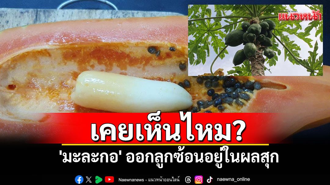 ฮือฮา! พบ 'มะละกอ' ออกลูกซ้อนอยู่ในผลสุก