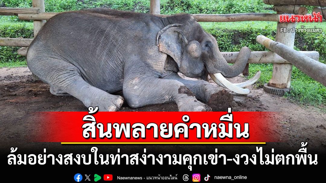 'พลายคำหมื่น'ล้มลงอย่างสงบด้วยอายุ90ปี สิ้นลมในท่าสง่างามคุกเข่า-งวงไม่ตกพื้น