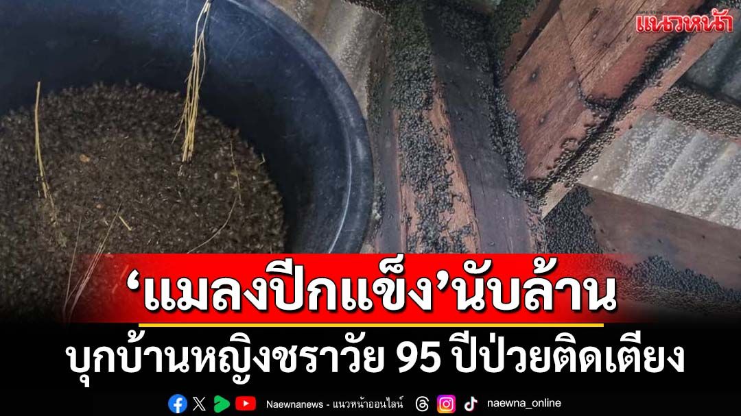 ‘แมลงปีกแข็ง’นับล้านตัวบุกยึดบ้านหญิงชราวัย 95 ปีป่วยติดเตียง มันมา 5 ปีติดช่วงร้อนชื้น