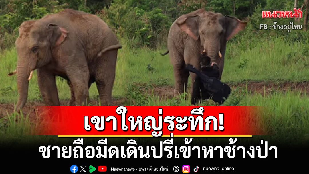 เขาใหญ่ระทึก! ชายถือมีดเดินปรี่เข้าหาช้างป่า ไม่ฟังเสียงห้ามของเจ้าหน้าที่