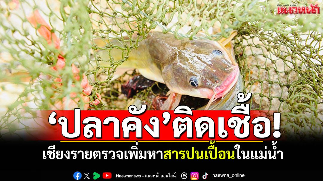 เชียงรายตรวจสารปนเปื้อน ปากแม่น้ำกก-แม่น้ำคำ พบ'ปลาคัง'มีการติดเชื้อ