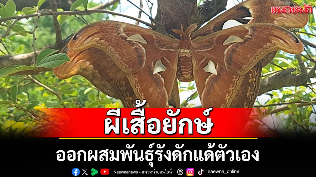 ฮือฮา! 'ผีเสื้อยักษ์' ออกผสมพันธ์ุรังดักแด้ตัวเอง เจ้าของบ้านเชื่อมาให้โชค