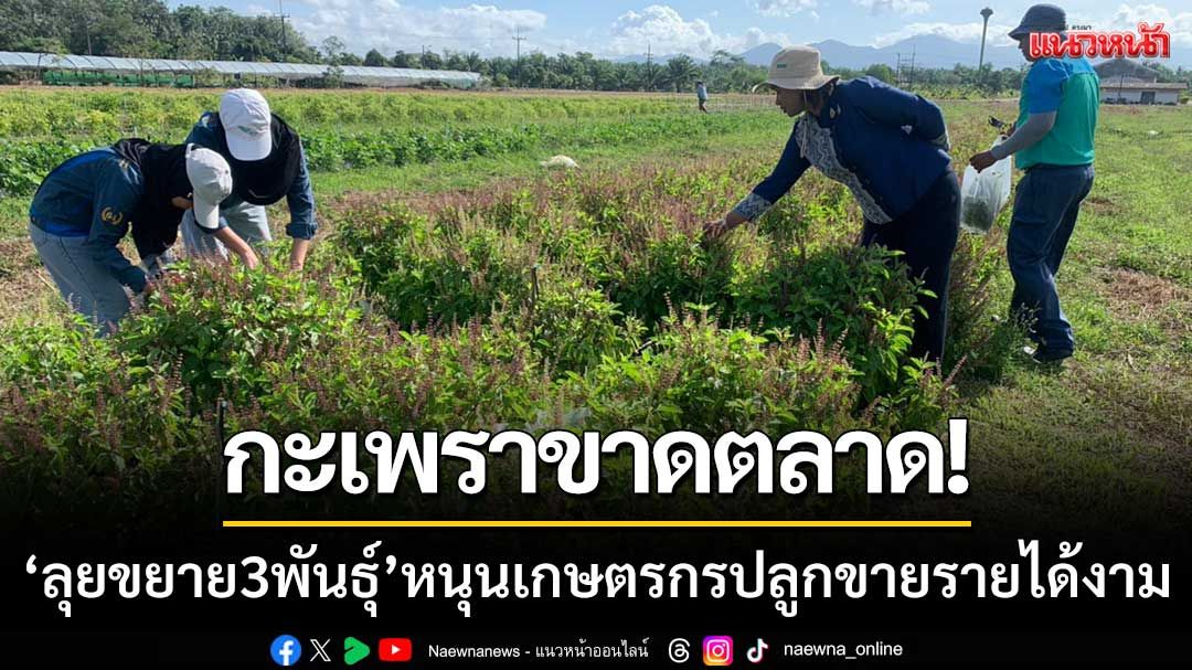 กะเพราขาดตลาด! ‘ลุยขยาย3สายพันธุ์’ หนุนเกษตรกรปลูกขายรายได้งาม