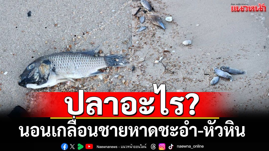 ปลาอะไร? นอนเกลื่อนชายหาดชะอำ-หัวหิน 'หมอแล็บฯ'บอกปลาหมอคางดำรึเปล่าเนี่ย???