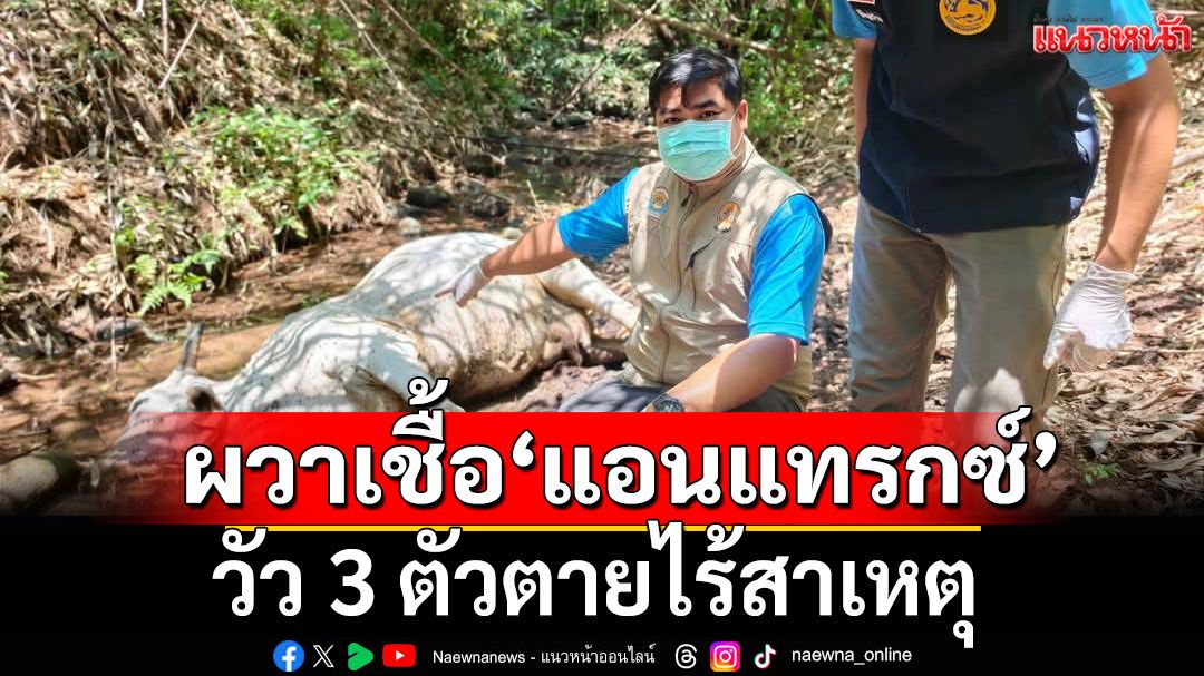 ชาวบ้านผวา! วัว 3 ตัวตายไร้สาเหตุ หวั่นติดเชื้อโรค ‘แอนแทรกซ์’ นอภ.สั่งเร่งตรวจ