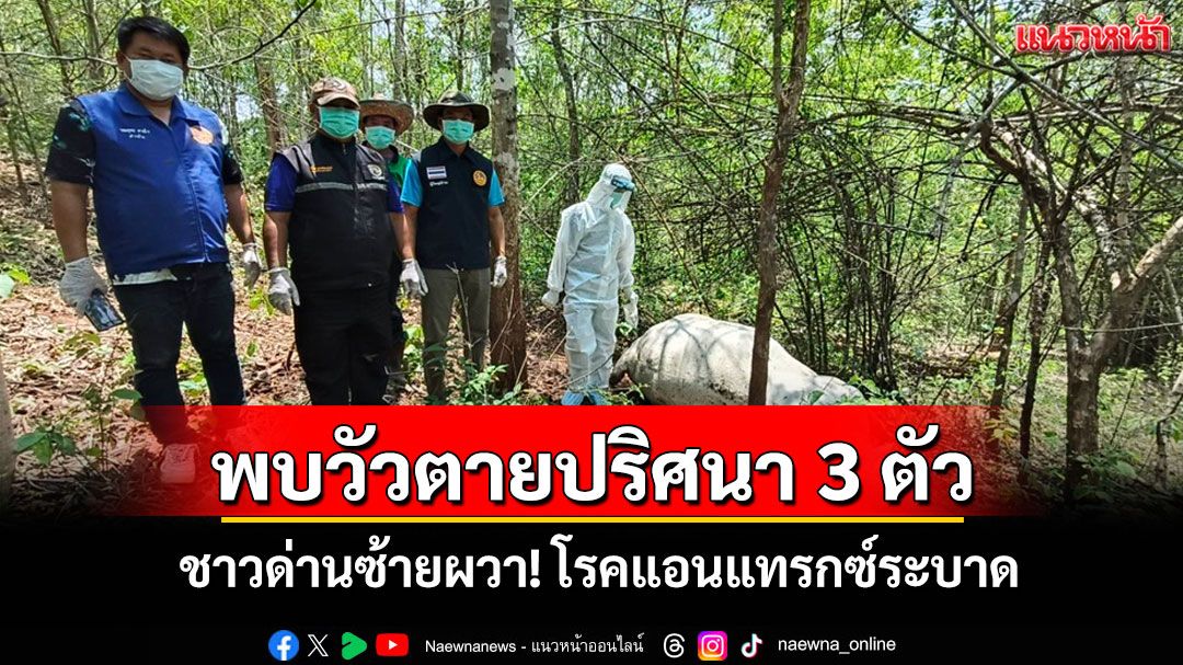 ชาวด่านซ้ายผวา! วัวตายปริศนา 3 ตัวในป่าใกล้ชายแดนหวั่นโรคแอนแทรกซ์ระบาด