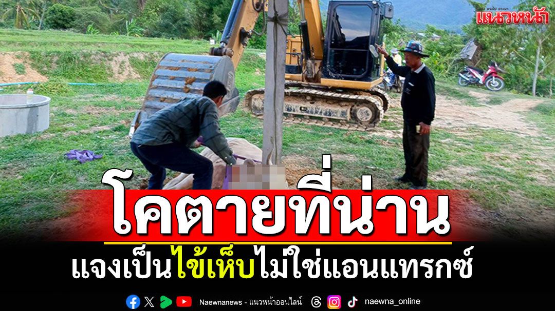 น่านพบโคตายที่อำเภอปัว ปศุสัตว์แจงเป็นไข้เห็บ ไม่ใช่แอนแทรกซ์