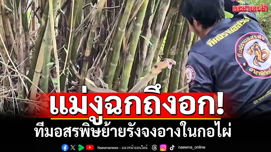 ย้ายรังจงอางในกอไผ่! แม่งูดุมาก ฉกสูงเกือบถึงหน้าอก