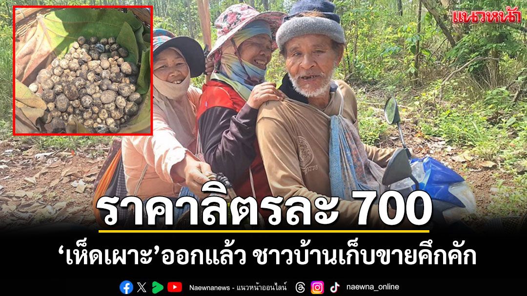 'เห็ดเผาะ'บ้านภูเงินเริ่มออกแล้วชาวบ้านพากันเข้าป่าเก็บขายลิตรละ 700 บาท