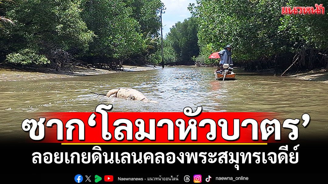 พบซาก'โลมาหัวบาตร'3เมตร ลอยเกยดินเลน คลองพระสมุทรเจดีย์