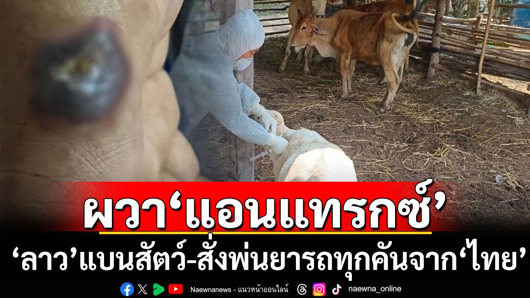 ‘ลาว’ผวา‘แอนแทรกซ์’ลามข้ามแดน! ห้ามนำเข้าสัตว์-สั่งพ่นยาฆ่าเชื้อยานพาหนะจาก‘ไทย’