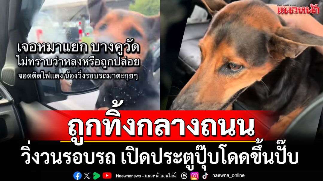 'น้องหมา'ถูกทิ้งกลางถนน! วิ่งวนรอบรถ เปิดประตูปุ๊บโดดขึ้นปั๊บ