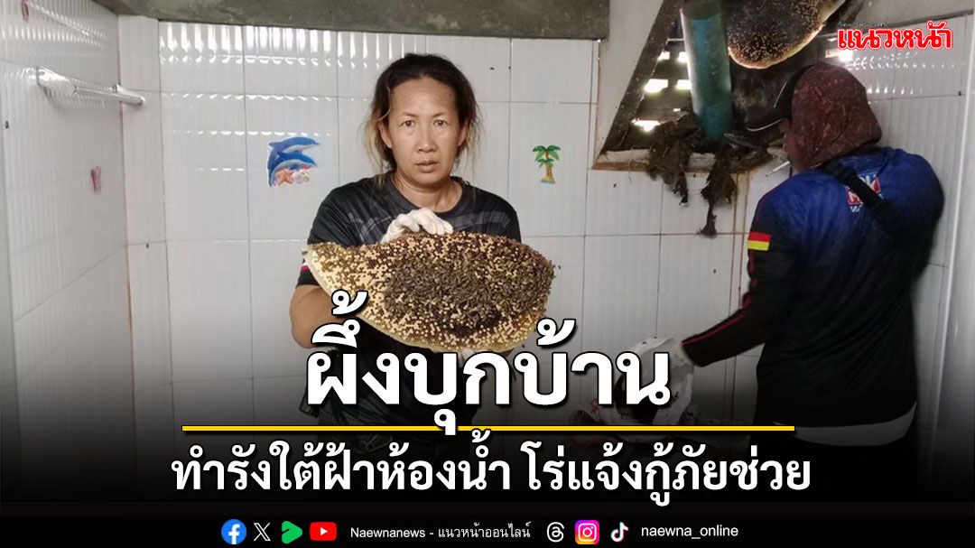 'ผึ้งโพรง'บุกทำรังใต้ฝ้าห้องน้ำ แจ้งกู้ภัยช่วยอย่างปลอดภัย