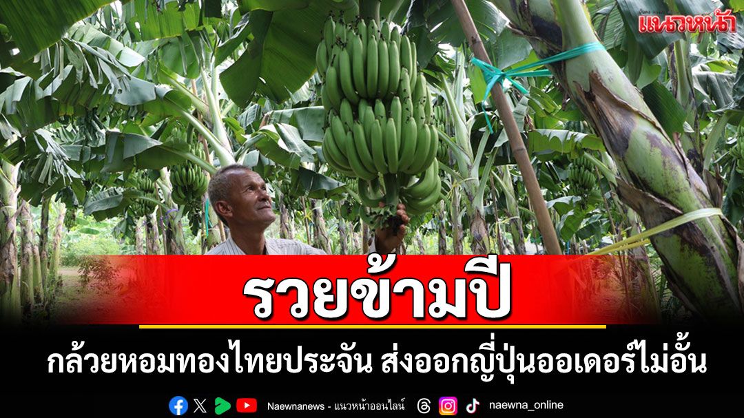 กล้วยหอมทองปลอดสารพิษบ้านไทยประจัน สร้างรายได้งามส่งออกญี่ปุ่นออเดอร์ไม่อั้น
