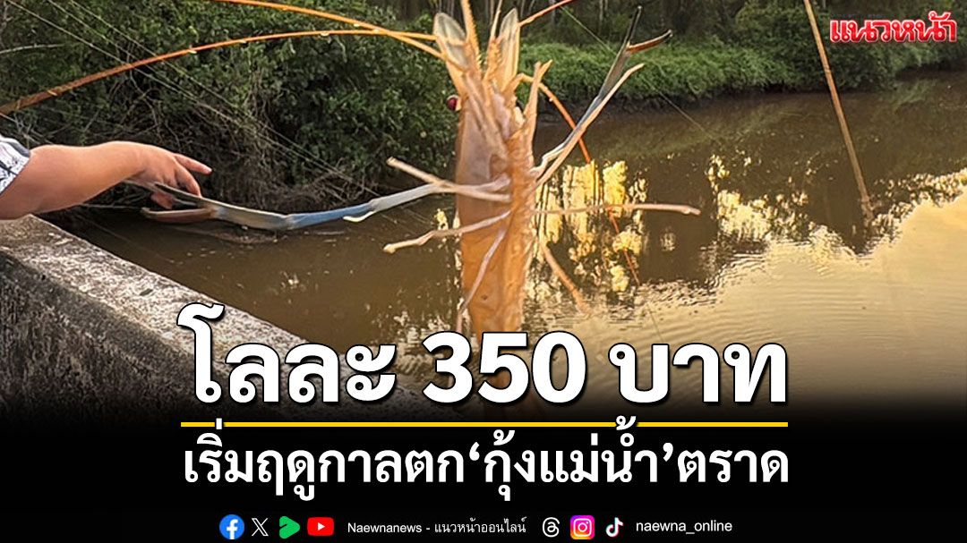 เริ่มฤดูกาล! ตกกุ้งแม่น้ำ ชาวตราดแห่ตกกันไปขาย
