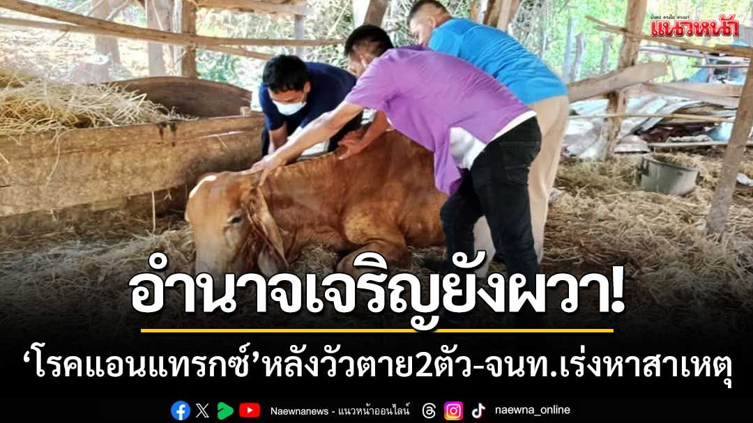 อำนาจเจริญยังผวา! ‘โรคแอนแทรกซ์’ หลังพบวัวตาย-ร้านอาหารอีสานเงียบเหงา