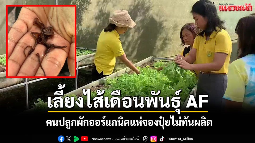 เลี้ยงไส้เดือนพันธุ์ AF ปั้นรายได้กว่า 3 หมื่นต่อเดือน คนปลูกผักออร์แกนิคแห่จองปุ๋ยไม่ทันผลิต