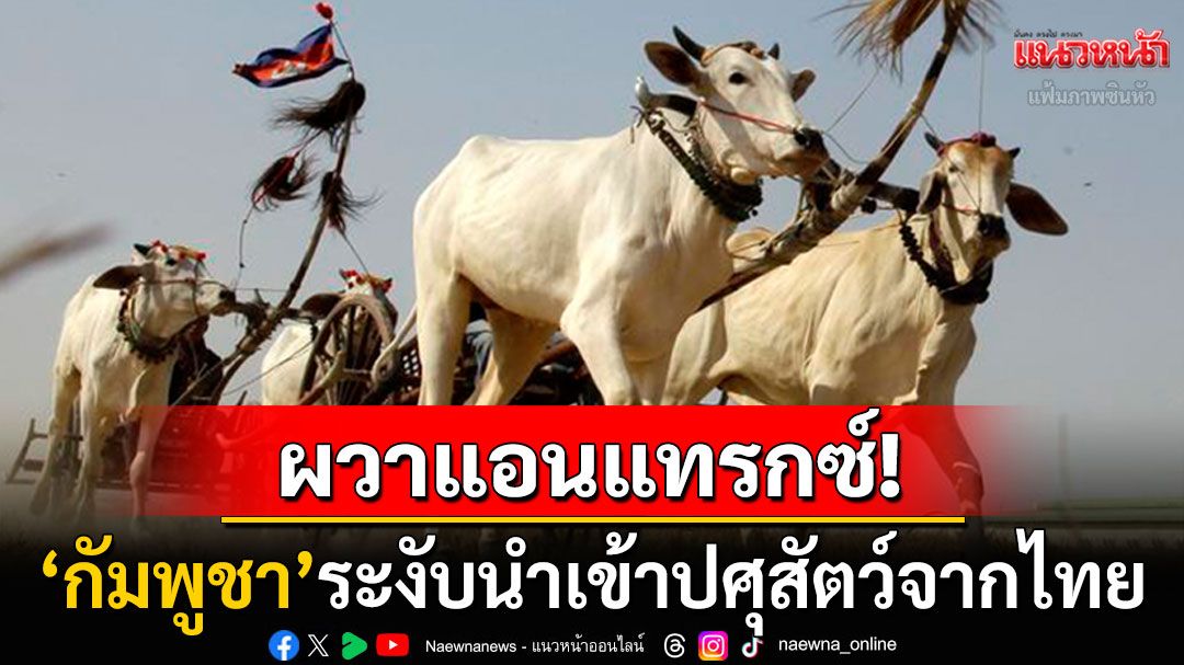 'กัมพูชา'สั่งระงับนำเข้าปศุสัตว์จากไทยชั่วคราว สกัดเชื้อ'แอนแทรกซ์'ระบาด