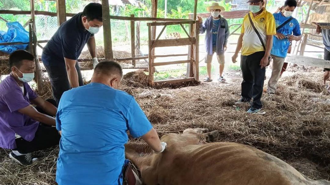 ผวา‘แอนแทรกซ์’ เขมรระงับนำเข้า เนื้อสัตว์จากไทย สั่งคุมเข้มทุกด่าน