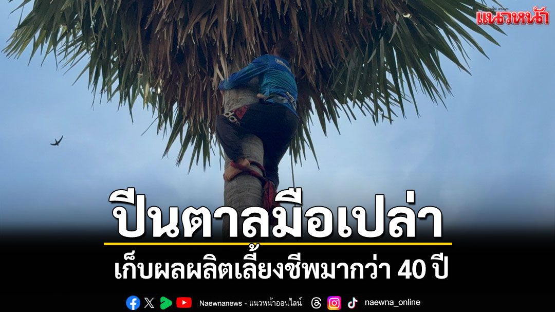 สุดทึ่ง! รองปธ.สภา อบต.วัย 60 โชว์ปีนต้นตาลด้วยมือเปล่าสูง 10 เมตรเก็บผลผลิตมา 40 ปี